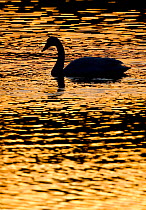 Whooper swan (cygnus cygnus) silhouette at sunrise, Loch Insh, Cairngorms NP, Kincraig, Scotland, UK, March 2011