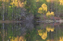 Native woodland reflected in Loch Vaa at dawn, spring, Cairngorms National Park, Highlands, Scotland, UK, May 2011