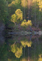 Native woodland reflected in Loch Vaa at dawn, spring, Cairngorms National Park, Highlands, Scotland, UK, May 2011