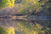 RF- Native woodland reflected in Loch Vaa at dawn, spring, Cairngorms National Park, Highlands, Scotland, UK. April 2011. (This image may be licensed either as rights managed or royalty free.)