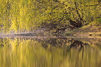 Native woodland reflected in Loch Vaa at dawn, spring, Cairngorms National Park, Highlands, Scotland, UK, April 2011