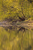 Native woodland reflected in Loch Vaa at dawn, spring, Cairngorms National Park, Highlands, Scotland, UK, April 2011