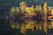 RF- Dawn reflections in Loch Beinn at Mheadhoin. Glen Affric, Wester Ross, Highlands, Scotland, UK, May 2011. (This image may be licensed either as rights managed or royalty free.)