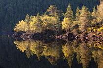 Dawn reflections in Loch Beinn a' Mheadhoin, Glen Affric, Wester Ross, Highlands, Scotland, UK, May 2011. 2020VISION Exhibition. 2020VISION Book Plate.
