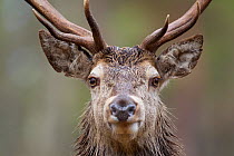 Red deer (Cervus elaphus) portrait in pine forest, Cairngorms NP, Highlands, Scotland, UK, April