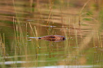 Beaver (Castor fiber) at water surface. River Allier, France, April.