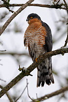 Eurasian Sparrowhawk (Accipiter nisus) perched in a tree. Vosges, France, March.