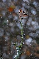 Hawfinch (Coccothraustes coccothraustes) perched in snowfall. Vosges, France, November.