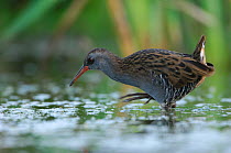 Water Rail (Rallus aquaticus) foraging in shallow water. Vosges, France, August.