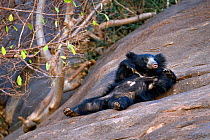 Sloth Bear (Melursus ursinus) lying on its back on rock. Karnataka, India, March.