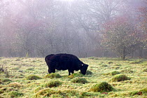 Welsh Black (Bos taurus) calf grazing old meadow with ant hills in mist. Gilfach Farm SSSI, Radnorshire Wildlife Trust, Wales, UK, November.
