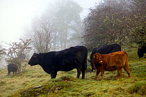 Welsh Black (Bos taurus) cow with cross breed calf grazing old meadow with ant hills in mist. Gilfach Farm SSSI, Radnorshire Wildlife Trust, Wales, UK, November.
