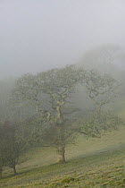 Sessile Oak (Quercus patraea) in mist. Gilfach Farm SSSI, Radnorshire Wildlife Trust, Wales, UK, November.