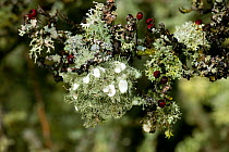 Hawthorn (Crataegeus monogyna) branch with berries and lichens (Impexa sp.). Gilfach Farm SSSI, Radnorshire Wildlife Trust, Wales, UK, November.