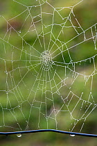 Spider web on farm fence. Gilfach Farm SSSI, Radnorshire Wildlife Trust, Wales, UK, November.