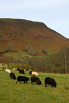 Mixed Welsh Mountain and Jacob sheep (Ovis aries) in meadow. Gilfach Farm SSSI, Radnorshire Wildlife Trust, Wales, UK, November.