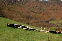 Mixed Welsh Mountain and Jacob Sheep (Ovis aries) in meadow in farm managed as a nature reserve. Gilfach farm SSSI Radnorshire Wildlife Trust, Wales, November.