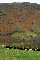Mixed Welsh Mountain and Jacob sheep (Ovis aries) in meadow in farm managed as a nature reserve. Gilfach farm SSSI Radnorshire Wildlife Trust, Wales, November.