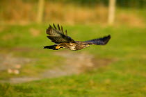 Buzzard (Buteo buteo) in flight over upland field. Gilfach farm SSSI, Radnorshire Wildlife Trust, Wales, March.