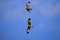 Two Red Kites (Milvus milvus) in flight. Gilfach farm SSSI, Radnorshire Wildlife Trust nature reserve, March.