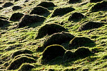 Ant hills in meadow managed for nature reserve. Gilfach Nature Reserve, Radnorshire Nature Reserve, Wales, November.