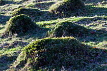 Ant hills in meadow managed for nature reserve. Gilfach Nature Reserve, Radnorshire Nature Reserve, Wales, November.