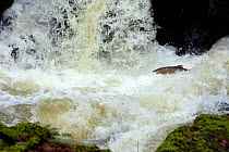 Salmon (Salmo salar) jumping waterfalls of River Marteg in order to breed. Gilfach Farm SSSI, Radnorshire Wildlife Trust nature reserve, Wales, November.