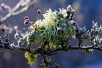 Branch of old Hawthorn (Crataegus monogyna) with lichen and frost. Gilfach Farm SSSI, Radnorshire Wildlife Trust, November.