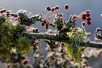 Branch of old Hawthorn (Crataegus monogyna) with lichen and frost. Gilfach Farm SSSI, Radnorshire Wildlife Trust, November.
