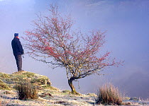 Person in landscape with Hawthorn (Crataegus monogyna) tree in fog. Gilfach Farm SSSI nature reserve, Radnorshire Wildlife Trust, November.