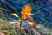 Sessile Oak (Quercus petraea) seedling, Gilfach Farm SSSI, Radnorshire Wildlife Trust, Wales, November.