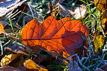 Sessile Oak (Quercus petraea) leaf on frosty woodland floor. Gilfach Farm SSSI, Radnorshire Wildlife Trust nature reserve, Wales, November.