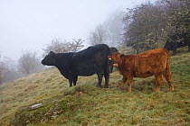 Welsh Black (Bos taurus) cow and calf. Gilfach Farm SSSI, Radnorshire Wildlife Trust nature reserve, Wales, November.