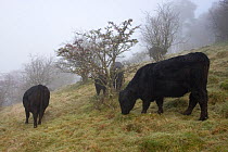 Welsh Black cattle (Bos taurus) in misty field. Gilfach Farm SSSI, Radnorshire Wildlife Trust nature reserve, Wales, November.