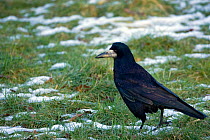 Rook (Corvus frugilegus) on frosty grass. Gilfach farm SSSI, Radnorshire Wildlife Trust nature reserve, Wales, January.