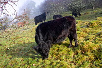 Welsh Black (Bos taurus) grazing in old farmland meadow. Gilfach Farm SSSI, Radnorshire Wildlife Trust nature reserve, Wales, November.