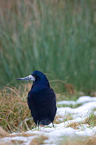 Rook (Corvus frugilegus) on wintery field. Gilfach farm SSSI, Radnorshire Wildlife Trust nature reserve, Wales, January.