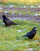 Rooks (Corvus frugilegus) on field. Gilfach farm SSSI, Radnorshire Wildlife Trust nature reserve, Wales, January.