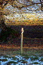 Buzzard (Buteo buteo) perched on fence post. Gilfach farm SSSI, Radnorshire Wildlife Trust, Wales, January.