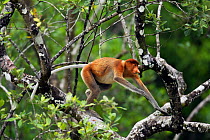 Proboscis monkey (Nasalis larvatus) moving through the rainforest canopy, Bako National Park, Sarawak, Borneo, Malaysia, March