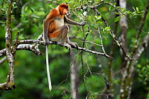 Proboscis monkey (Nasalis larvatus) sitting in the rainforest canopy, Bako National Park, Sarawak, Borneo, Malaysia, March