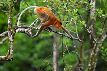Proboscis monkey (Nasalis larvatus) preparing to jump from the branch of a tree, Bako National Park, Sarawak, Borneo, Malaysia, March