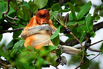 Proboscis monkey (Nasalis larvatus) young male feeding on leaves in the rainforest canopy, Bako National Park, Sarawak, Borneo, Malaysia, March