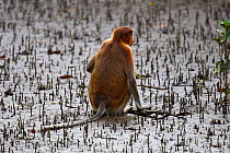 Rear view of Proboscis monkey (Nasalis larvatus) sitting in the mudflats of a mangrove swamp revealed at low tide, Bako National Park, Sarawak, Borneo, Malaysia, March