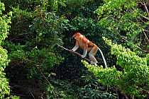Proboscis monkey (Nasalis larvatus) male walking along a branch high in the forest canopy, Bako National Park, Sarawak, Borneo, Malaysia, March