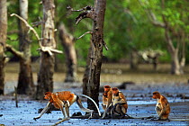 Group of Proboscis monkeys (Nasalis larvatus) sitting on the mudflats of a mangrove swamp revealed at low tide, Bako National Park, Sarawak, Borneo, Malaysia, March