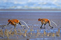 Two female Proboscis monkeys (Nasalis larvatus) one with a baby walking across the mudflats of a mangrove swamp revealed at low tide with the sea in the background, Bako National Park, Sarawak, Borneo...