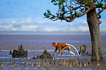 Proboscis monkey (Nasalis larvatus) male walking across the mudflats of a mangrove swamp revealed at low tide with the sea in the background, Bako National Park, Sarawak, Borneo, Malaysia, March