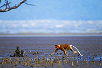 Proboscis monkey (Nasalis larvatus) male walking across the mudflats of a mangrove swamp revealed at low tide with the sea in the background, Bako National Park, Sarawak, Borneo, Malaysia, March