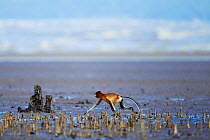 Proboscis monkey (Nasalis larvatus) juvenile walking across the mudflats of a mangrove swamp revealed at low tide with the sea in the background, Bako National Park, Sarawak, Borneo, Malaysia, March